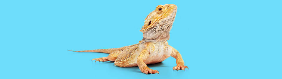 Bearded dragon cost at sales petco